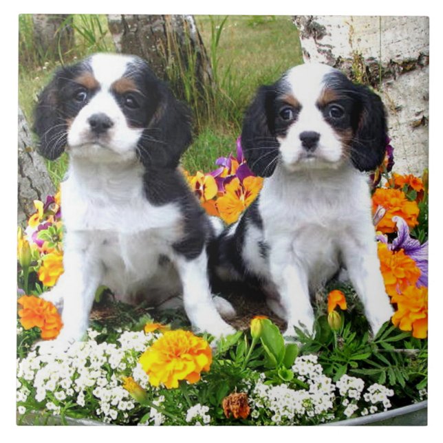 King Charles Spaniel puppies Ceramic Tile (Front)