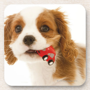 King Charles Spaniel with red car in her mouth. Drink Coaster