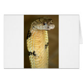 king cobra (Front Horizontal)