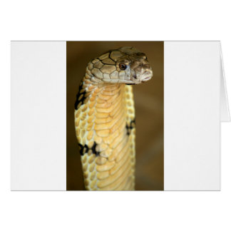 king cobra cards