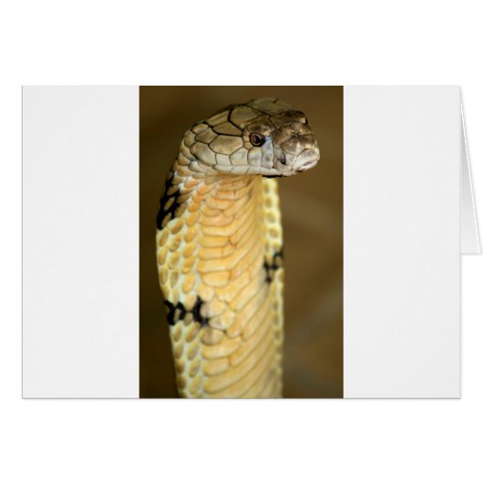 king cobra cards (Front Horizontal)