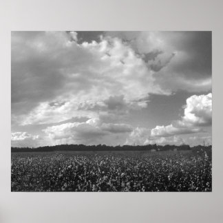 King Cotton Landscape Black & White Poster Print