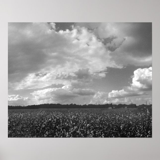King Cotton Landscape Black & White Poster Print (Front)