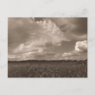 King Cotton Rural South Postcard
