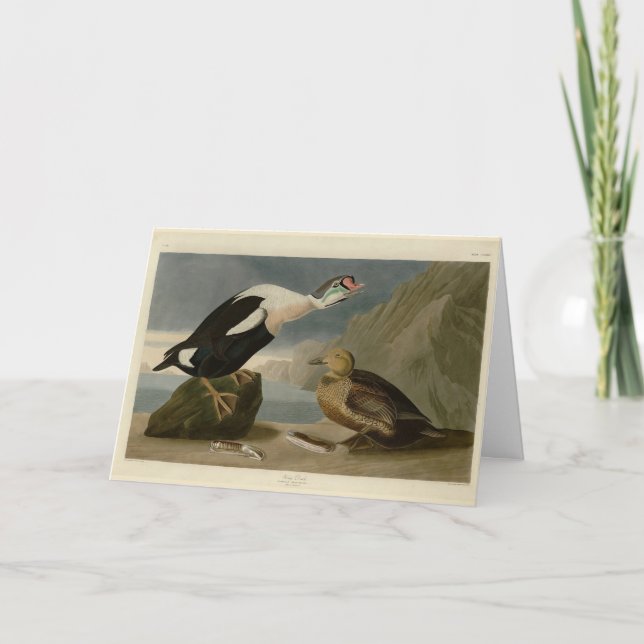 King Duck (King Eider) Audubon's Birds of America Card (Front)