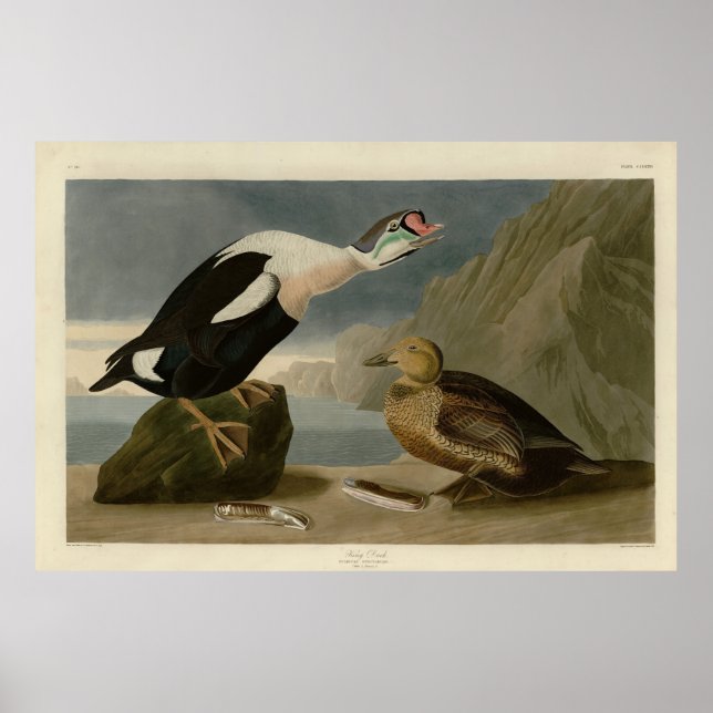King Duck (King Eider) Audubon's Birds of America Poster (Front)