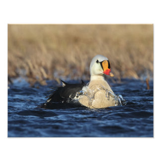 King Eider Bird Photo Print