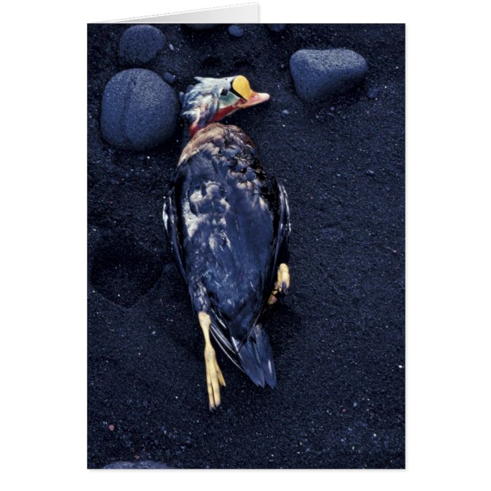 King Eider Carcass, (male) Card