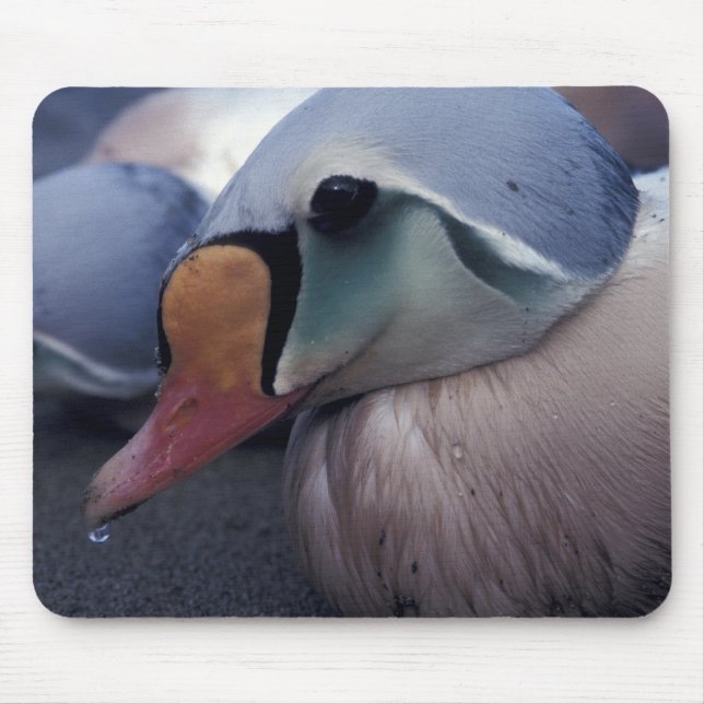 king eider male mousepad (Front)