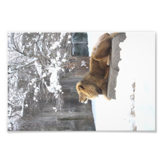 King in the snow by E.A. Schneider Photo Print