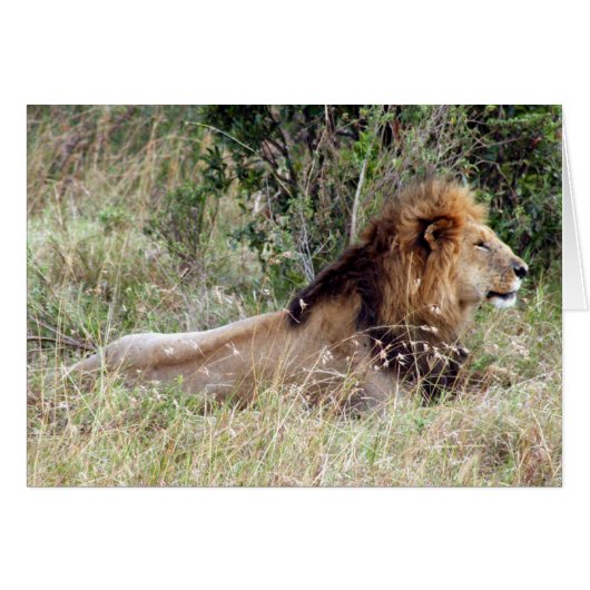 king lion cards (Front Horizontal)
