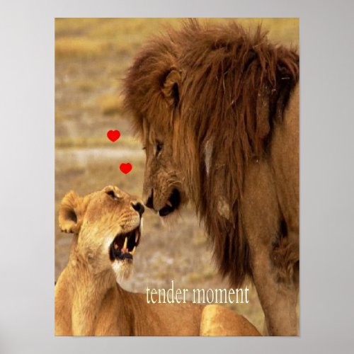 King lion  his lioness tender moment  poster