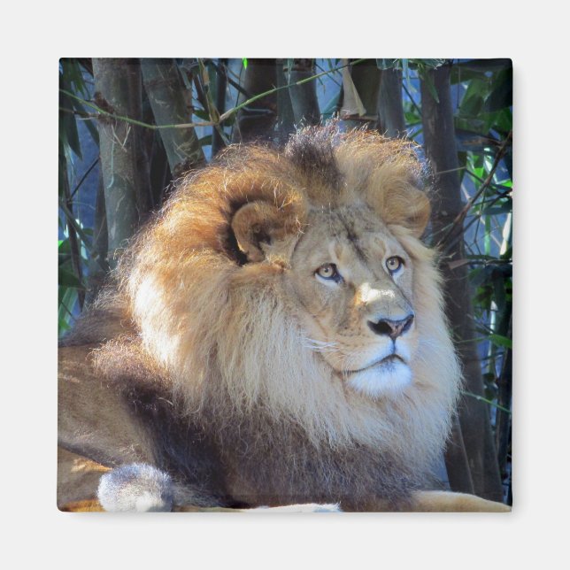 king lion magnet (Front)