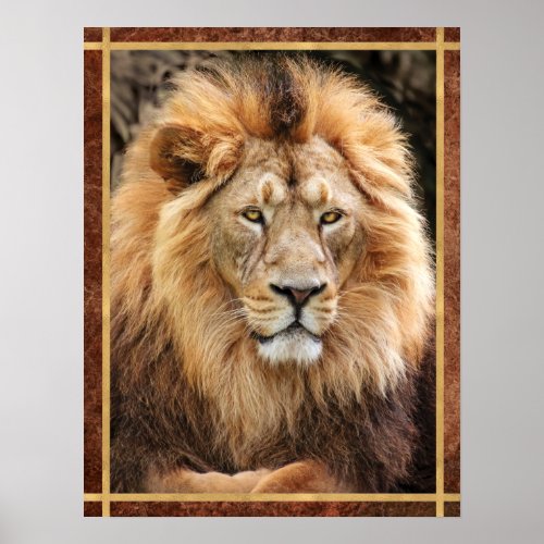 King Lion Photograph Poster