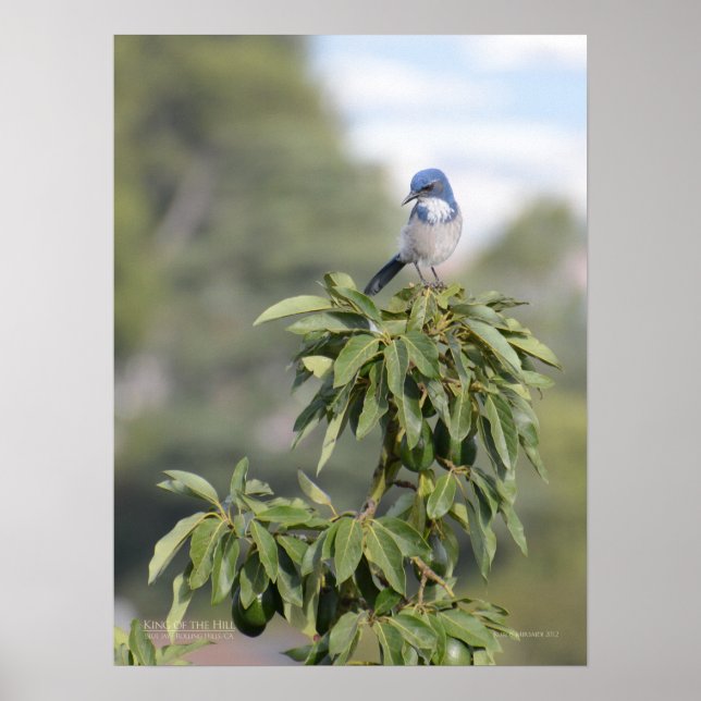 King of the Hill Poster (Front)