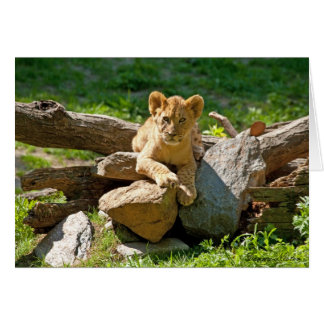 King of the Jungle Cards