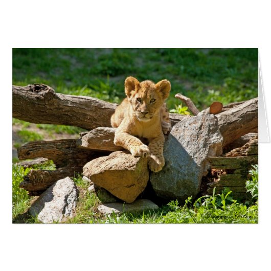 King of the Jungle Cards (Front Horizontal)