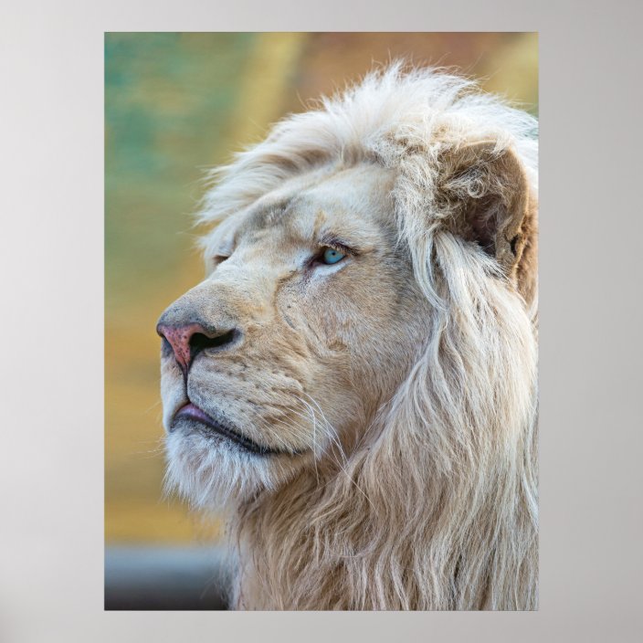 King Of The Jungle Lion Print Poster Artwork Mural Zazzle Com