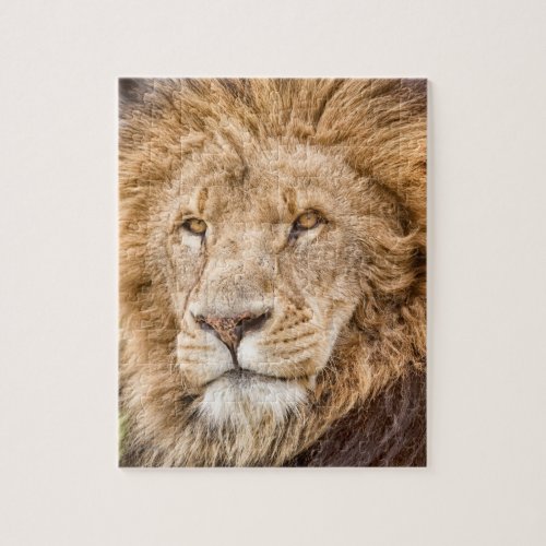 King of the Jungle__Lion Puzzle