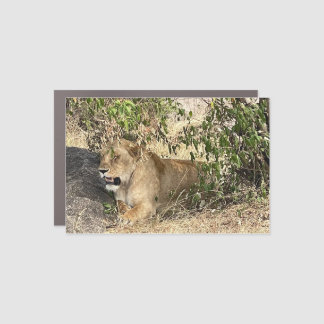 King of the Savannah – African Lion Photo Magnet