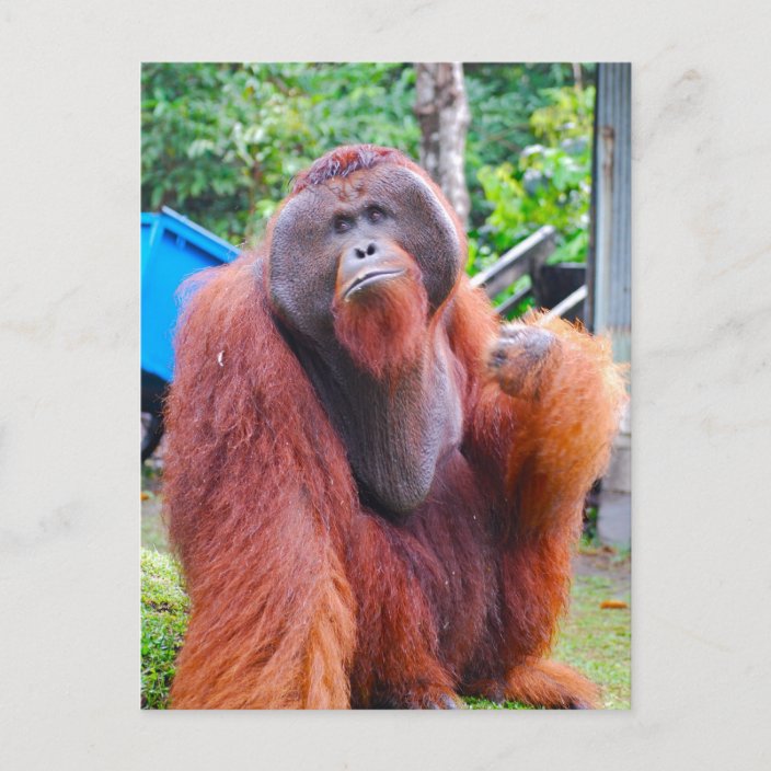 King Orangutan Tom at Camp Leakey Postcard | Zazzle.com