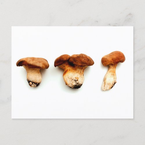 King oyster mushroom postcard