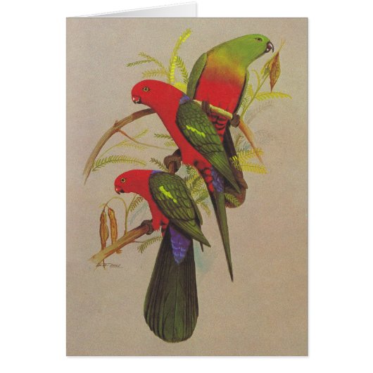 King Parrot - Alisterus scapularis Cards (Front)