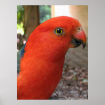 King Parrot - Australian Native Bird Series