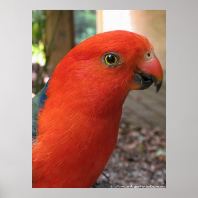 King Parrot - Australian Native Bird Series Poster (Front)