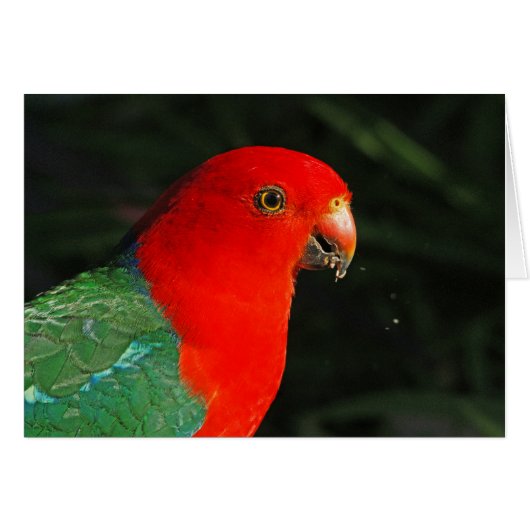 King Parrot Cards (Front Horizontal)