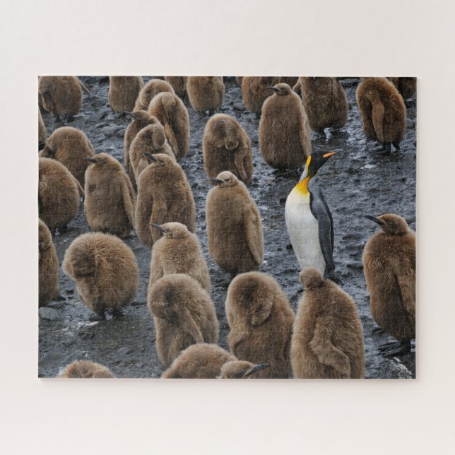 King Penguin and Young Chicks on South Georgia Jigsaw Puzzle (Horizontal)