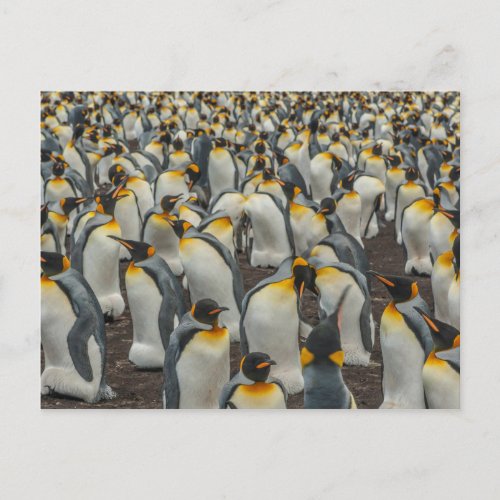 King penguin colony Falklands Postcard