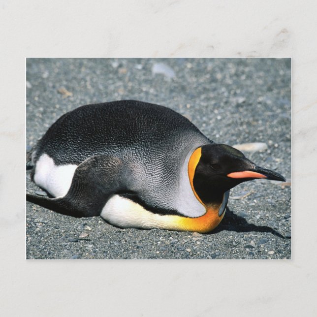 King Penguin on the beach Postcard (Front)
