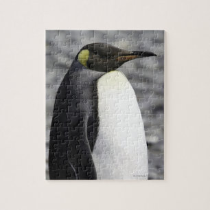 King Penguin, Salisbury Plain, South Georgia Jigsaw Puzzle