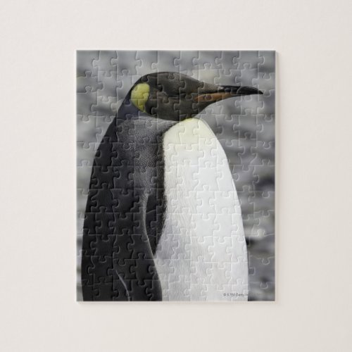 King Penguin Salisbury Plain South Georgia Jigsaw Puzzle