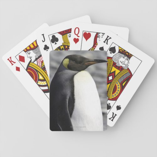 King Penguin Salisbury Plain South Georgia Playing Cards