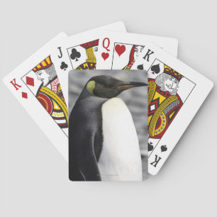 King Penguin, Salisbury Plain, South Georgia Poker Cards