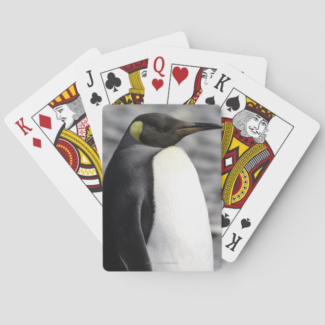 King Penguin, Salisbury Plain, South Georgia Poker Cards (Back)