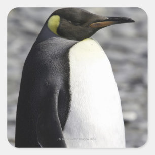 King Penguin, Salisbury Plain, South Georgia Square Sticker