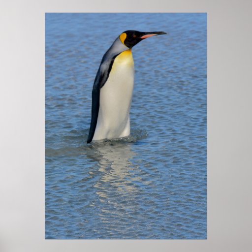 King Penguin Standing in Water Poster | Zazzle