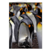 King Penguin with Chick (Front)