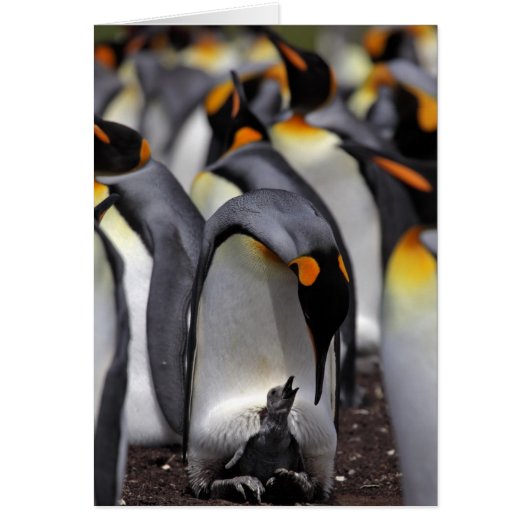 King Penguin with Chick Cards (Front)