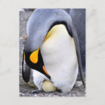 King Penguin With Egg Postcard at Zazzle