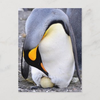 King Penguin With Egg Postcard by DavidSalPhotography at Zazzle