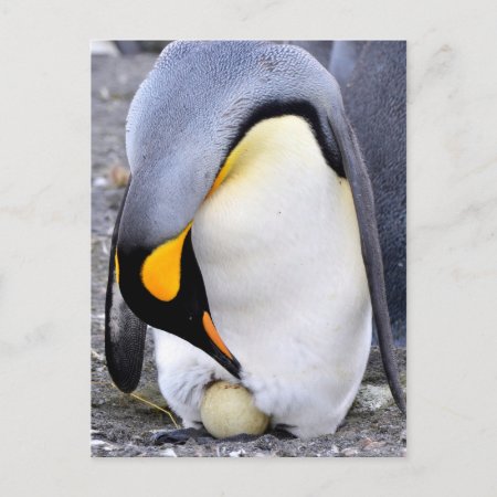 King Penguin With Egg Postcard