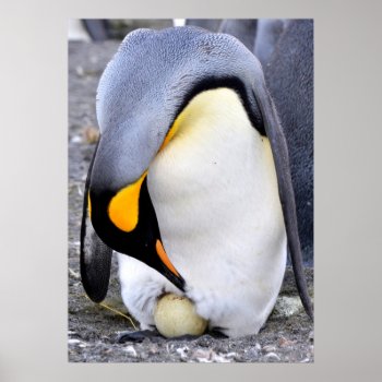 King Penguin With Egg Poster by DavidSalPhotography at Zazzle
