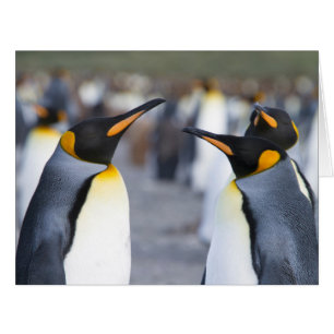 King Penguins