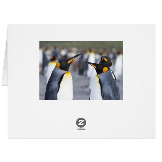 King Penguins (Back Horizontal)