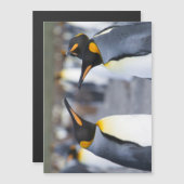 King Penguins (Front/Back)