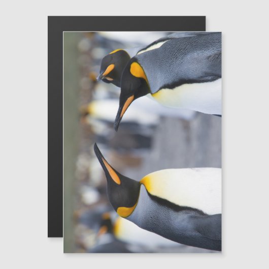 King Penguins (Front/Back)